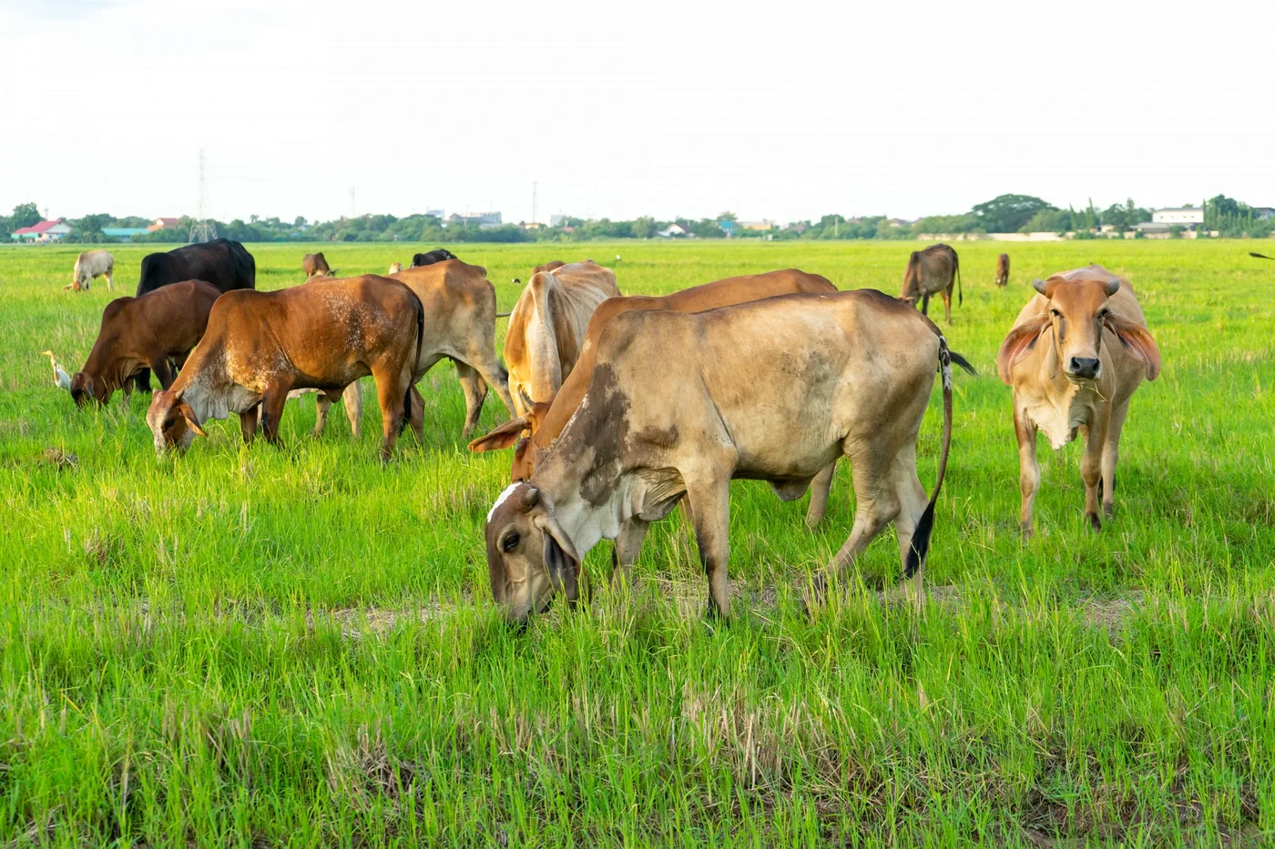 Cows grazing on open pasture